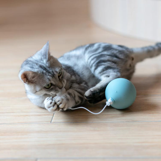 Pidan® Globo Juguete para Gato Azul - Diversión Asegurada
