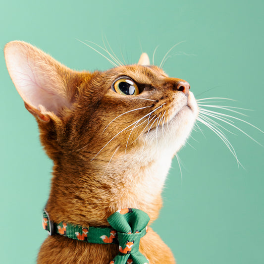 Pidan® Cuello Corbata Elegante Para Gato