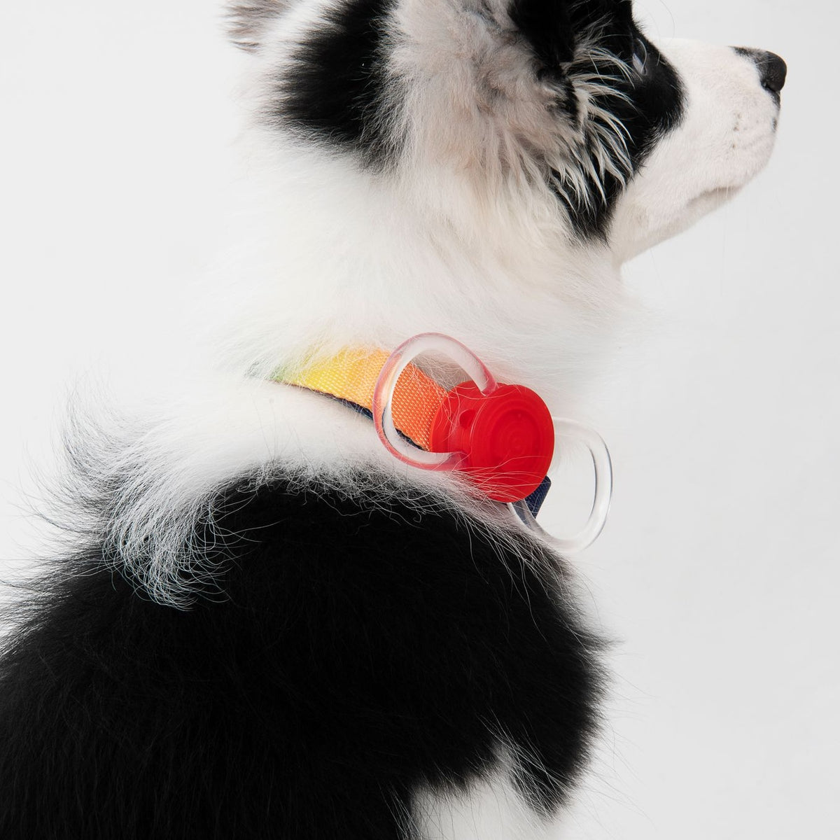 Pidan Luz Seguridad Para Perros Y Gatos - Led Recargable
