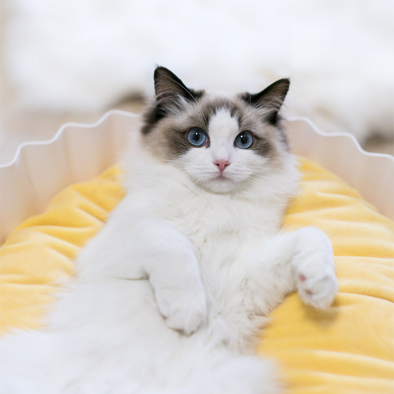 Pidan® Cama Para Mascotas Tipo Cupcake Suave Cómoda