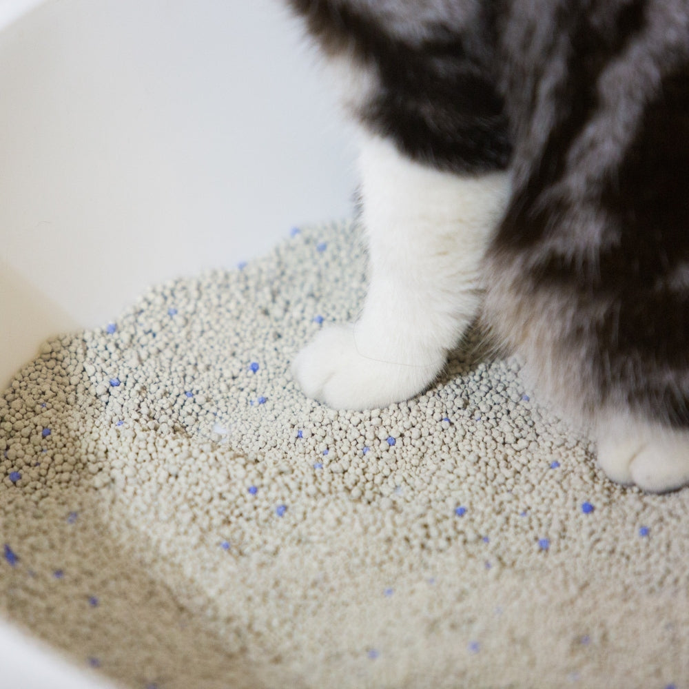 Pidan® Arena Para Gatos Premium Bentonita 6 Kg Aglutinante - imagen 9