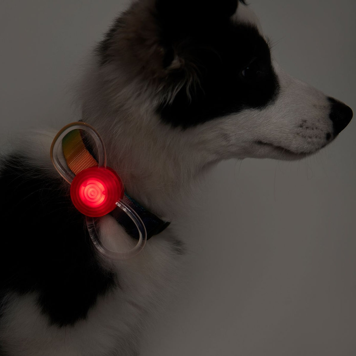 Pidan Luz Seguridad Para Perros Y Gatos - Led Recargable