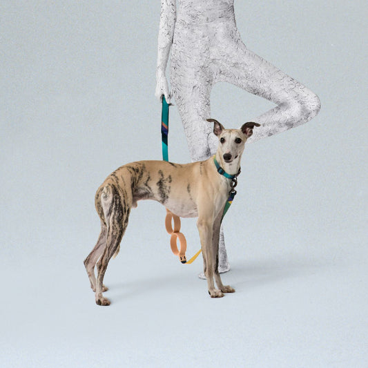 Pidan Correa Extensible para Perros Bloque Circular 3m/5m
